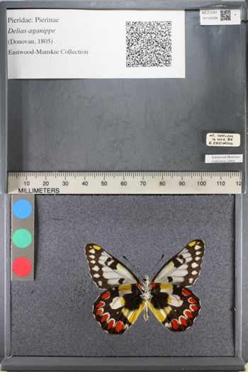 Media type: image;   Entomology 140098